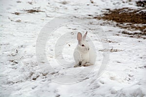 a small white rabbit runs through the snow in the forest.