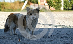 Small white-and-red stray dog. waiting for a person to eat or caress. dedicated look.