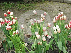 Small white red tulips in the park