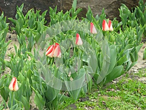 Small white red tulips in the park