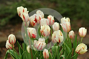 Small white red tulips in the park