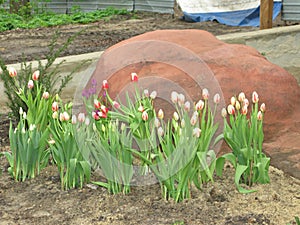 Small white red tulips in the park