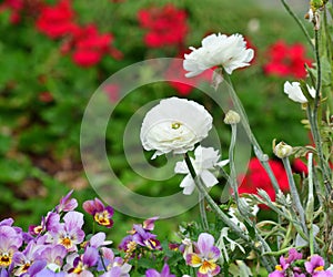 Small white rose with blurred background of red roses