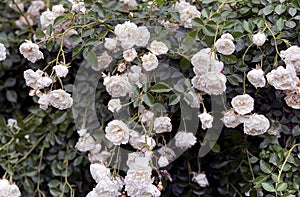 Small white roses bushes blooming in garden