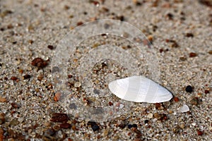 Small white sea shell half lying on sand macro