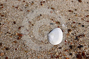 Small white sea shell half lying on sand macro