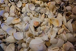 Small white sea shells