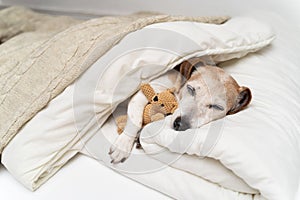 small white senior 13 years dog Jack Russell terrier sleeping in white bed