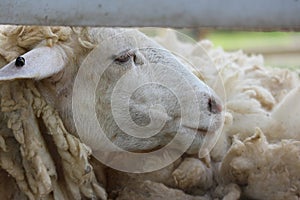 A small white sheep eating in the morning sheep farm