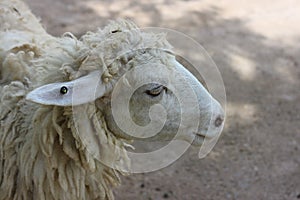 A small white sheep eating in the morning sheep farm