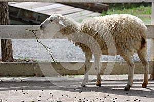 A small white sheep eating in the morning sheep farm