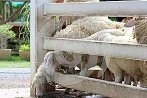 A small white sheep eating in the morning sheep farm