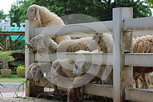 A small white sheep eating in the morning sheep farm