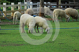 A small white sheep eating in the morning sheep farm