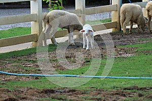 A small white sheep eating in the morning sheep farm