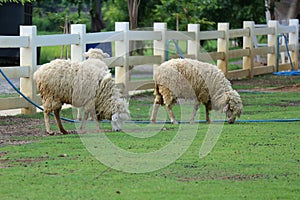 A small white sheep eating in the morning sheep farm