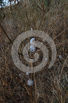 Small white snails on dry thin grass in an open field during summer sunset