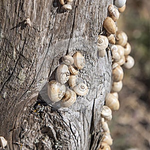Small white snails on wood