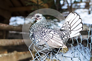 A small white snow-white hen