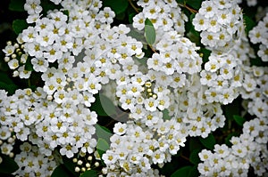 Small, white spirea flowers among green leaves on branches