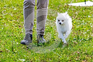 A small white Spitz dog near his mistress during a walk in the park