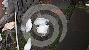 Small white and spotted feather chicks run by ground at organic farm