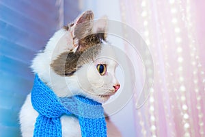 Small white spotted kitten in a blue scarf. Fashions. Portrait o