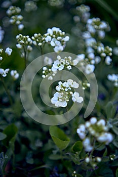 a small white spring flowers, texture, background