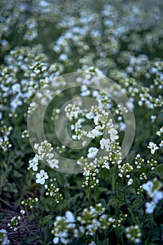 a small white spring flowers, texture, background