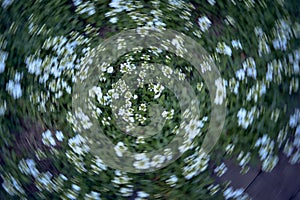 a small white spring flowers, texture, background