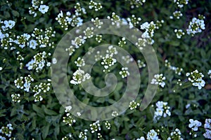 a small white spring flowers, texture, background