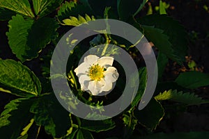 A small white strawberry flower on a green bush.