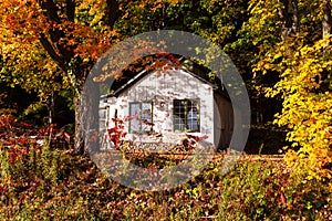 Small white sugar shack nestled among beautiful deciduous trees grove with orange foliage