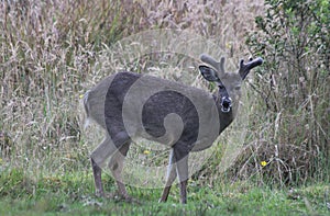 White-tailed Deer Buck in a Grassy Field Chingaza photo