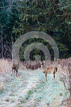 Small White-tailed deer, nontypical buck odocoileus virginianus and doe in Wisconsin photo