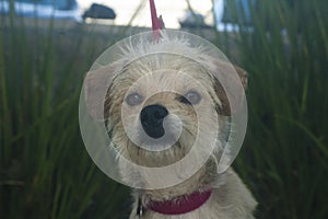 Small White and tan terrier mixed breed dog