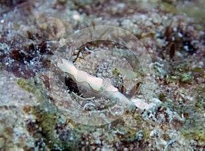 A small white Thorunna furtiva nudibranch