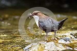 Small white-throated dipper standing in flowing water.