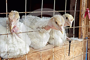 Small white turkey chickens