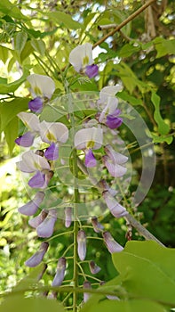 Small white and violet tree flowers