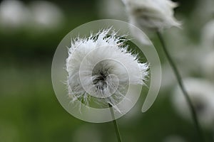 Small white wad on simple green stem. Eriophorum vaginatum in green vegetation. Tussock cottongrass, or sheathed cottonsedge looks