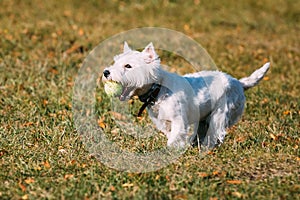 Small White West Highland White Terrier - Westie