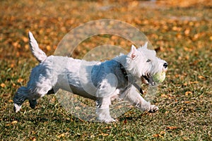 Small White West Highland White Terrier - Westie, Westy Dog