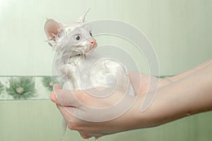 A small white wet kitten sits in the hands of the mistress, after bathing and taking a shower. Cleanliness and hygiene of pets