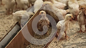 Small white and yellow baby chicks run around and chirp at hennery