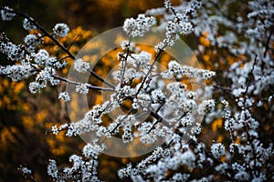 Small White and Yellow Bush Flowers