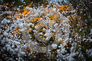 Small White and Yellow Bush Flowers