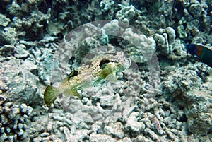 Small white and yellow fish