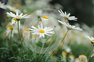 Small white yellow flowers