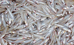 Small whitebait photo